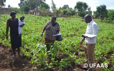 Best Practices for Fall Armyworm Management