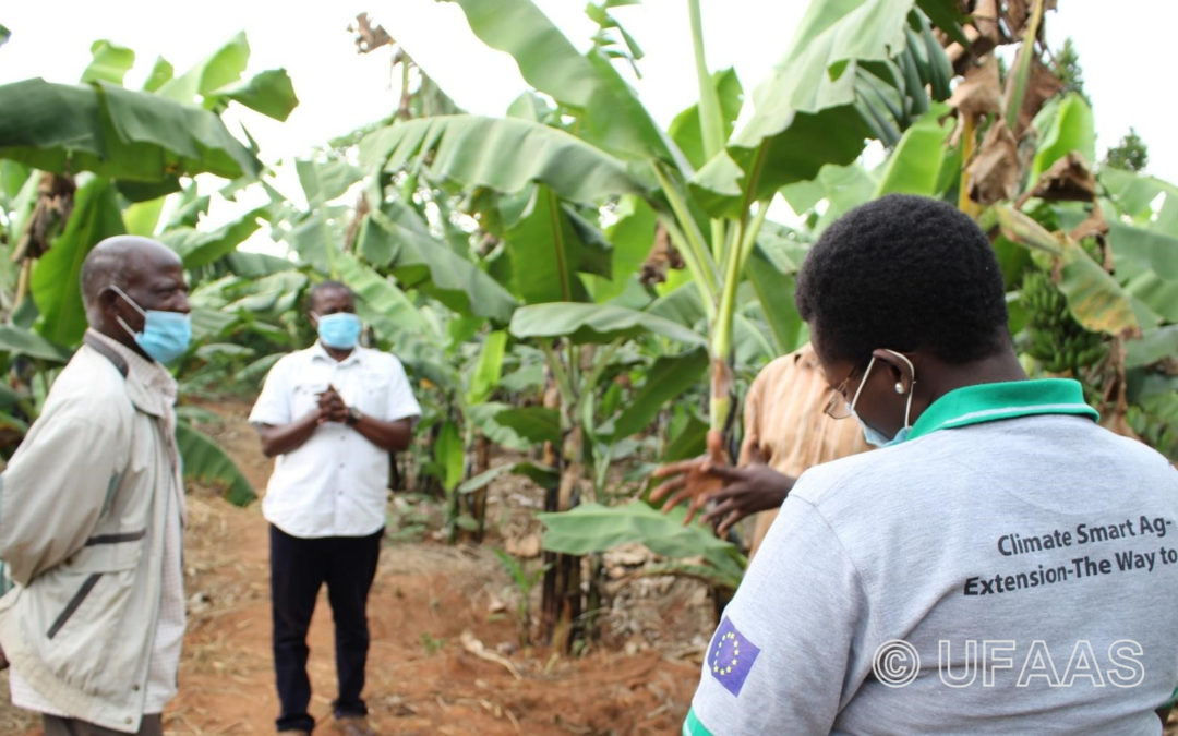 Climate Smart banana production brings cash, respect and creates opportunities for farmers