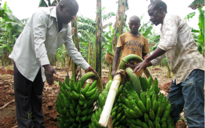 Banana growing gave me a new lease of life
