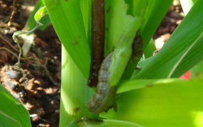 Taking stock of Fall Army Worm (FAW)