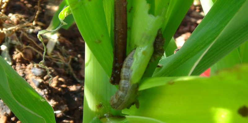 Taking stock of Fall Army Worm (FAW)