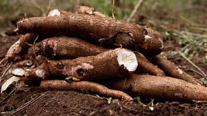 Processing African cassava peels, potentially a billion dollar business