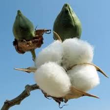 CMiA helps Ugandan farmers with sustainable cotton farming