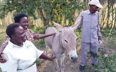 Assessment of training needs on Climate Change adaptation in the dry cattle corridor
